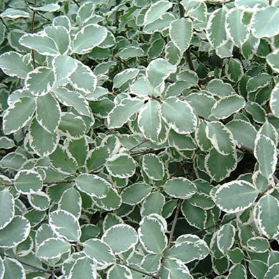 Gardeners Dream Pittosporum Garnettii Evergreen Mock Orange Shrub With Purple Spring Flowers9Cm Pot (10-20Cm Height Incl. Pot) from B&Q