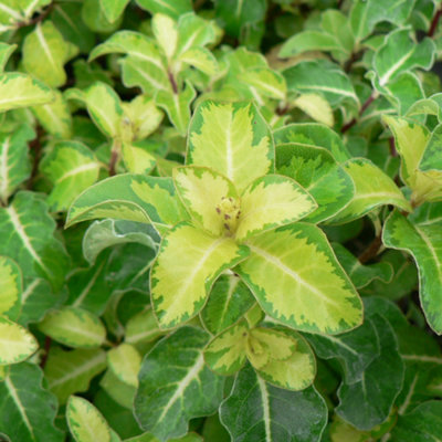 Gardeners Dream Pittosporum Gold Star Evergreen Mock Orange Shrub With Maroon Spring Flowers9Cm Pot (10-20Cm Height Incl. Pot) from B&Q