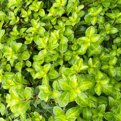 Gardeners Dream Pittosporum Golden Ball Evergreen Mock Orange Shrub With Purple Flowers9Cm Pot (10-20Cm Height Incl. Pot) from B&Q