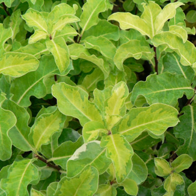 Gardeners Dream Pittosporum Golden King Evergreen Mock Orange Shrub With Red-Purple Flowers9Cm Pot (10-20Cm Height Incl. Pot) from B&Q
