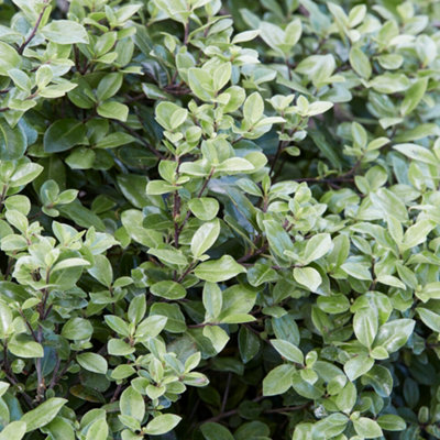 Gardeners Dream Pittosporum PompomEvergreen Mock Orange Shrub With Purple Spring Flowers9Cm Pot (10-20Cm Height Incl. Pot) from B&Q