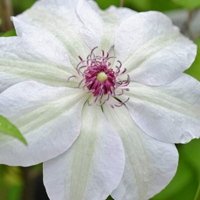 Gardeners Dream Clematis 'Miss Bateman' Hardy Compact Climber Plant Flowering Shrub In Pot - 2 Litre Pot (60-80Cm Height Incl. Pot) Green/White