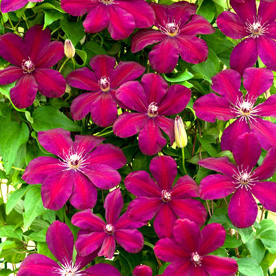 Gardeners Dream Clematis 'Rouge Cardinal' Hardy Deciduous Climber Plant Garden Shrub In Pot - 2 Litre Pot (60-80Cm Height Incl. Pot)