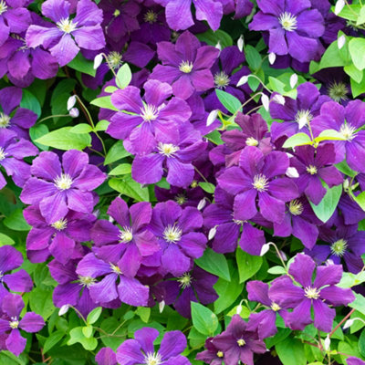 Gardeners Dream Clematis Polish Spirit Deciduous Purple Flowering Outdoor Garden Climbing Plant2 Litre Pot (60-80Cm Height Incl. Pot) from B&Q