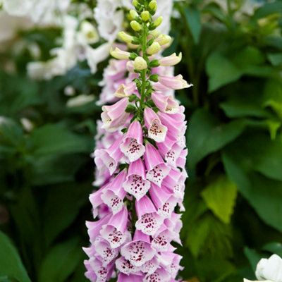 Gardeners Dream Pink/Purple/White Digitalis Dalmatian Rose - Summer Flowering Garden Ready Foxglove Plant - Litre Pot (30-50Cm) Size 3