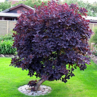 Gardeners Dream Cotinus Coggygria Royal Purple Smoke Bush Deciduous Shrub Hardy Plant In Pot (3 Litre Pot25-45Cm) from B&Q