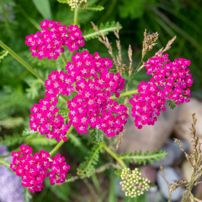 Gardeners Dream Achillea Cerise QueenSummer Flowering Perennial Plants Garden Plant In Pot9Cm Pot (20-30Cm) from B&Q