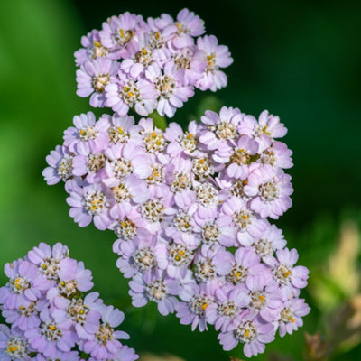 Gardeners Dream Achillea Lilac BeautySummer Flowering Perennial Plants Garden Plant In Pot9Cm Pot (20-30Cm) from B&Q