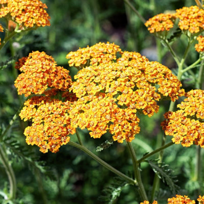 Gardeners Dream Achillea TerracottaSummer Flowering Perennial Plants Garden Plant In Pot9Cm Pot (20-30Cm) from B&Q