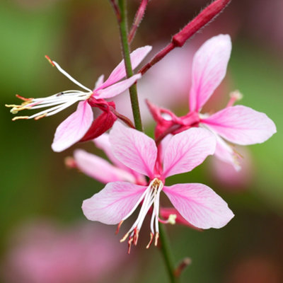 Gardeners Dream Gaura Siskiyou PinkSummer Flowering Live Perennial Plants Garden Plant In Pot9Cm Pot (20-30Cm) from B&Q
