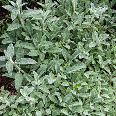 Gardeners Dream Stachys Silver Carpet Flowering Lambs Ear Perennial Plants Garden Plant In Pot9Cm Pot (20-30Cm) from B&Q