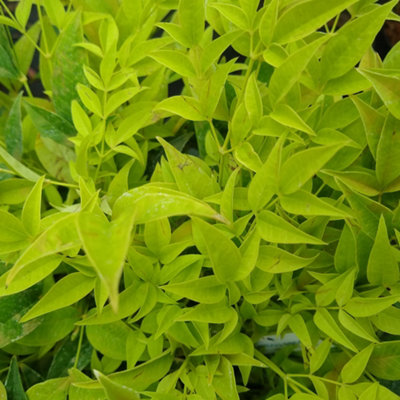 Gardeners Dream Nandina Lemon And Lime Heavenly Bamboo Hardy Outdoor Garden Shrub Plant In Pot2 Litre Pot (30-50Cm) from B&Q