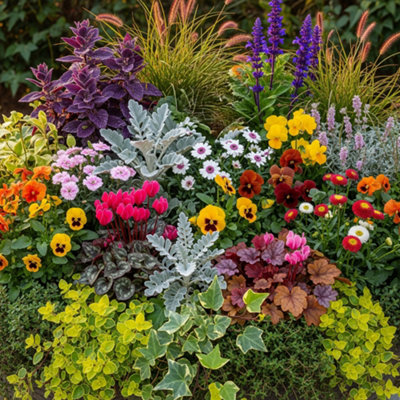 B&Q -  Autumn Basket Plant MixVibrant Basket And Bedding Plants Outdoor Garden Ready (6 Pack)