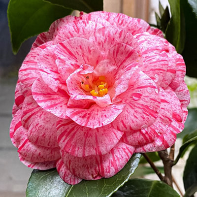 B&Q -  Camellia William BartlettWinter Flowering Plants Outdoor Garden Plant In Pot3 Litre Pot (30-50Cm)