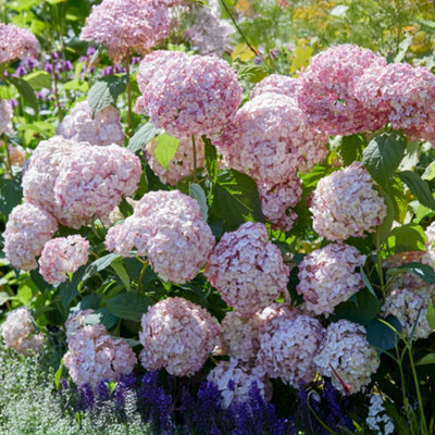 Gardeners Dream Hydrangea Candybelle BubblegumFlowering Plants Outdoor Garden Plant In Pot3 Litre Pot (30-50Cm) from B&Q