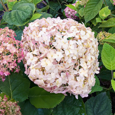 Gardeners Dream Hydrangea Candybelle MarshmallowFlowering Plants Outdoor Garden Plant In Pot3 Litre Pot (30-50Cm) from B&Q