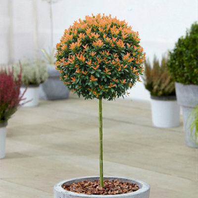 B&Q -  Prunus Bonaparte Cherry Fruit Plants Hardy Deciduous Garden Ready Patio Tree3 Litre Pot (50-80Cm)