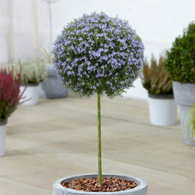 B&Q -  Rosemary Officianalis Prostratus Evergreen Weeping Herb Garden Ready Patio Tree3 Litre Pot (50-80Cm)