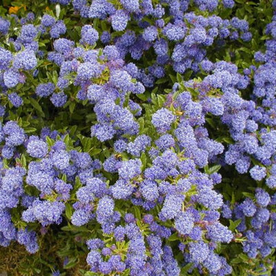B&Q -  Ceanothus Blue Mound Evergreen Shrub Outdoor Hardy Flowering Garden Plant In Pot3 Litre Pot (30-50Cm)