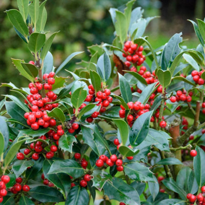 B&Q -  Ilex Aquifolium Jc Van Tol Evergreen Hardy Garden Ready Holly Plant Shrub In Pot3 Litre Pot (60-70Cm)