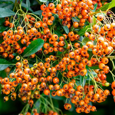 Gardeners Dream Pyracantha Saphyr Orange Evergreen Garden Ready Firethorn Plant Shrub In Pot3 Litre Pot (60-70Cm) from B&Q
