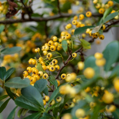 B&Q -  Pyracantha Saphyr Yellow Evergreen Garden Ready Firethorn Plant Shrub In Pot3 Litre Pot (60-70Cm)