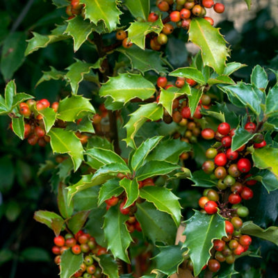 Gardeners Dream Ilex Blue Princess Evergreen Hardy Garden Ready Holly Plant Shrub In Pot3 Litre Pot (30-50Cm) from B&Q