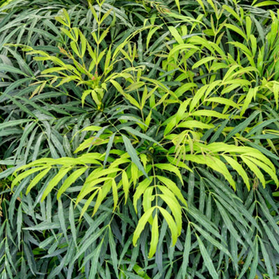 B&Q -  Mahonia Sweet Winter Fragrant Hardy Outdoor Evergreen Shrub Plant In Pot3 Litre Pot (30-50Cm)