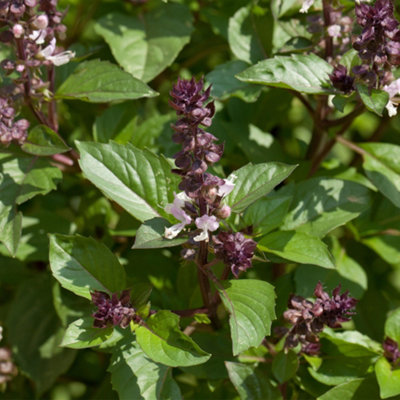 Gardeners Dream Basil Cinnamon HerbKitchen Garden Deciduous Cooking Culinary Plant In 8Cm Pot from B&Q