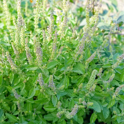 Gardeners Dream Lemon Spinach HerbGarden Fresh Hardy Deciduous Cooking Culinary Plant In 8Cm Pot from B&Q