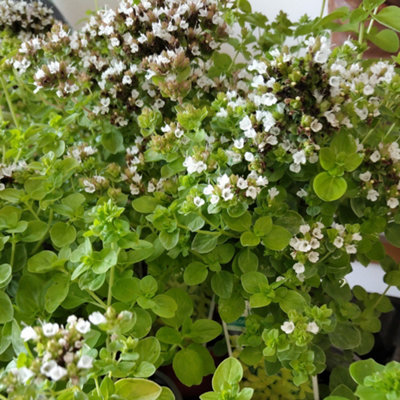 Gardeners Dream Marjoram Acorn Bank HerbKitchen Garden Hardy Deciduous Culinary Plant In 8Cm Pot from B&Q