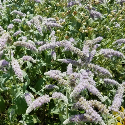 B&Q -  Mint Buddleia HerbKitchen Garden Deciduous Cooking Culinary Plant In 8Cm Pot