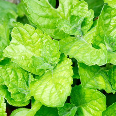Gardeners Dream Mint Grapefruit HerbKitchen Garden Deciduous Cooking Culinary Plant In 8Cm Pot from B&Q