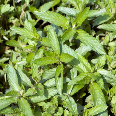 B&Q -  Mint Swiss HerbKitchen Garden Hardy Deciduous Cooking Culinary Plant In 8Cm Pot