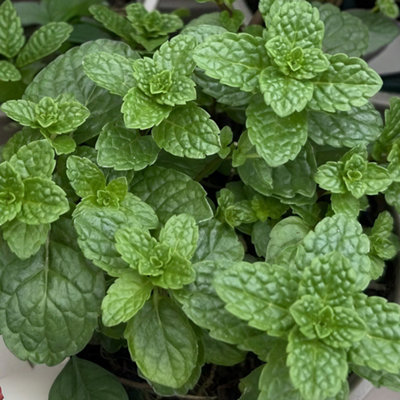 Gardeners Dream Mint Tashkent Curled HerbKitchen Garden Hardy Deciduous Culinary Plant In 8Cm Pot from B&Q