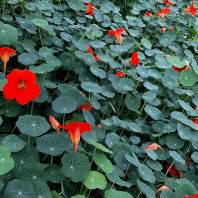 Gardeners Dream Nasturtium Blue Pepe HerbKitchen Garden Fresh Deciduous Culinary Plant In 8Cm Pot from B&Q