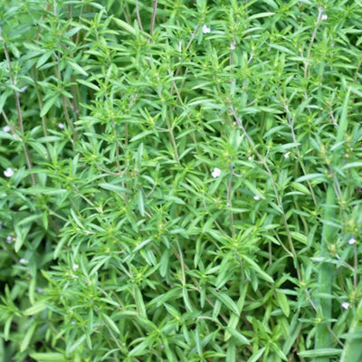 Gardeners Dream Savory Summer HerbKitchen Garden Deciduous Cooking Culinary Plant In 8Cm Pot from B&Q