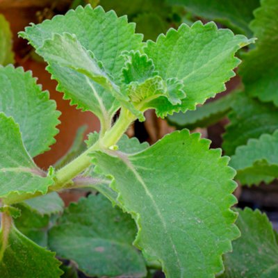 B&Q -  Thyme Broadleaved HerbKitchen Garden Evergreen Cooking Culinary Plant In 8Cm Pot