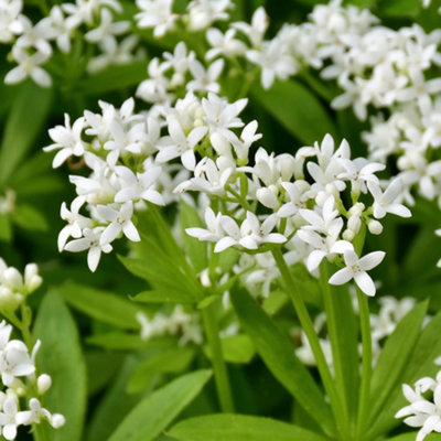 Gardeners Dream Woodruff Sweet HerbFresh Hardy Garden Deciduous Cooking Culinary Plant In 8Cm Pot from B&Q