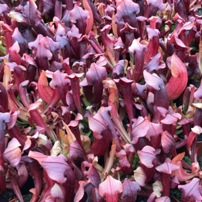 Gardeners Dream Sarracenia Hybrid Maroon Carnivorous PlantMaroon Pitcher Plant In Pot9Cm Pot (15-25Cm) from B&Q