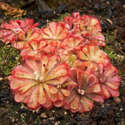 Gardeners Dream Drosera Aliciae Carnivorous PlantIndoor Alice's Sundew Plant In Pot9Cm Pot (10-20Cm) from B&Q