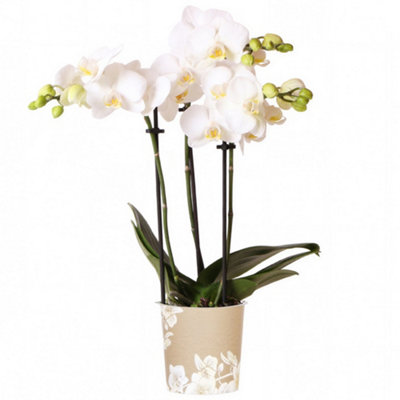 Gardeners Dream Orchid Phalaenopsis Alaska Moth Orchid Real Fresh Indoor House Plant In Pot from B&Q