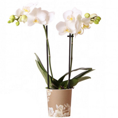 Gardeners Dream Orchid Phalaenopsis Sweden Moth Orchid Real Fresh Indoor House Plant In Pot from B&Q