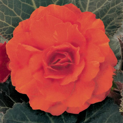 Gardeners Dream Begonia Mocca Bright OrangeDark Leaf Shade Loving Plants For Hanging Baskets (1 Litre PotPack Of 3) from B&Q