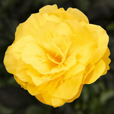 Gardeners Dream Begonia Mocca Bright YellowDark Leaf Shade Loving Plants For Hanging Baskets (1 Litre PotPack Of 3) from B&Q