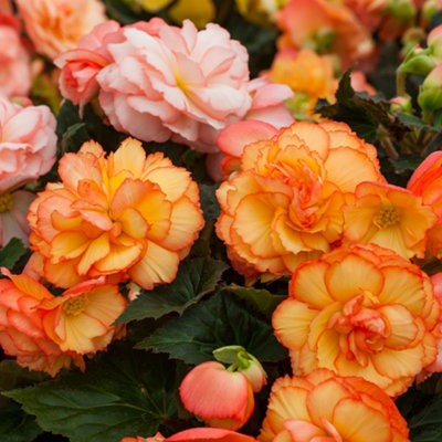 Gardeners Dream Begonia Nonstop SorbetStunning Trailing Double Flowers For Hanging Baskets (13Cm PotPack Of 6) from B&Q