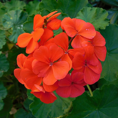 Gardeners Dream Geranium Zonal OrangeFlowers For Hanging BasketsBedsAnd Patios In Pots (13Cm PotPack Of 6) from B&Q