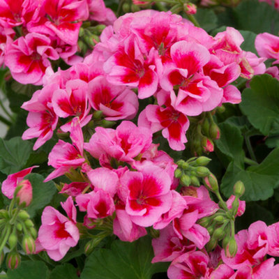 Gardeners Dream Geranium Zonal Pink SplashFlowers For Hanging Baskets And Beds In Pots (13Cm PotPack Of 6) from B&Q