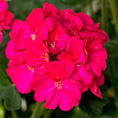 Gardeners Dream Geranium Zonal Purple RoseFlowers For Hanging Baskets And Beds In Pot (13Cm PotPack Of 3) from B&Q