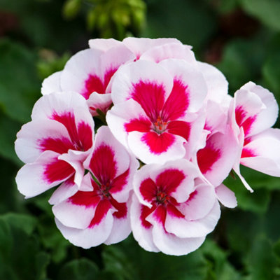 Gardeners Dream Geranium Zonal White SplashFlowers For Hanging Baskets And Patios In Pots (13Cm PotPack Of 3) from B&Q